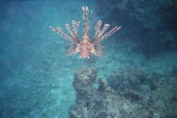Lionfish, Okinawa Ryukyu Islands Japan
Camera Sea&Sea MX... by Arno Dekker 